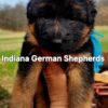 german shepherd dog long haired male west german showline
