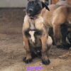 Belgian Malinois
