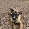 Belgian Malinois
