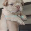 “First Look: Our Rare Fluffy French Bulldog Litter – Only 4 left