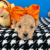 Tigger the Maltipoo