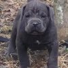 Cane corso puppies