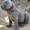 Cane corso puppies