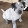 5 great 9 week australian cattle dogs looking for homes