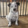5 great 9 week australian cattle dogs looking for homes