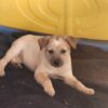 5 great 9 week australian cattle dogs looking for homes