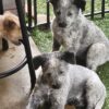 5 great 9 week australian cattle dogs looking for homes