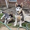 Siberian husky pups
