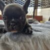 French bulldog