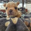 French bulldog