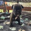 French bulldog