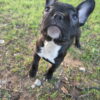 French bulldog