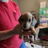 Adney Acres Dachshunds