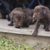 female chocolate lab