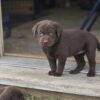 Chocolate Lab