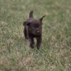 chocolate lab