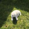 Great Pyrenees puppies