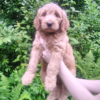 Multi-gen Goldendoodle