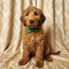 Multi-gen Goldendoodle