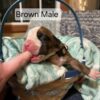 AKC Boxer puppy