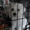 Purebread white miniature schnauzer puppy for sale
