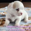 AKC Longcoat Chihuahua Girl 2