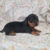 Black/tan dachshund