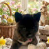akita puppies for sale