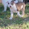 XL AMERICAN BULLY PUPPY AVAILABLE