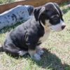 XL AMERICAN BULLY PUPPY AVAILABLE