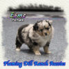 Esme ~ Toy Blue Merle Aussie Female