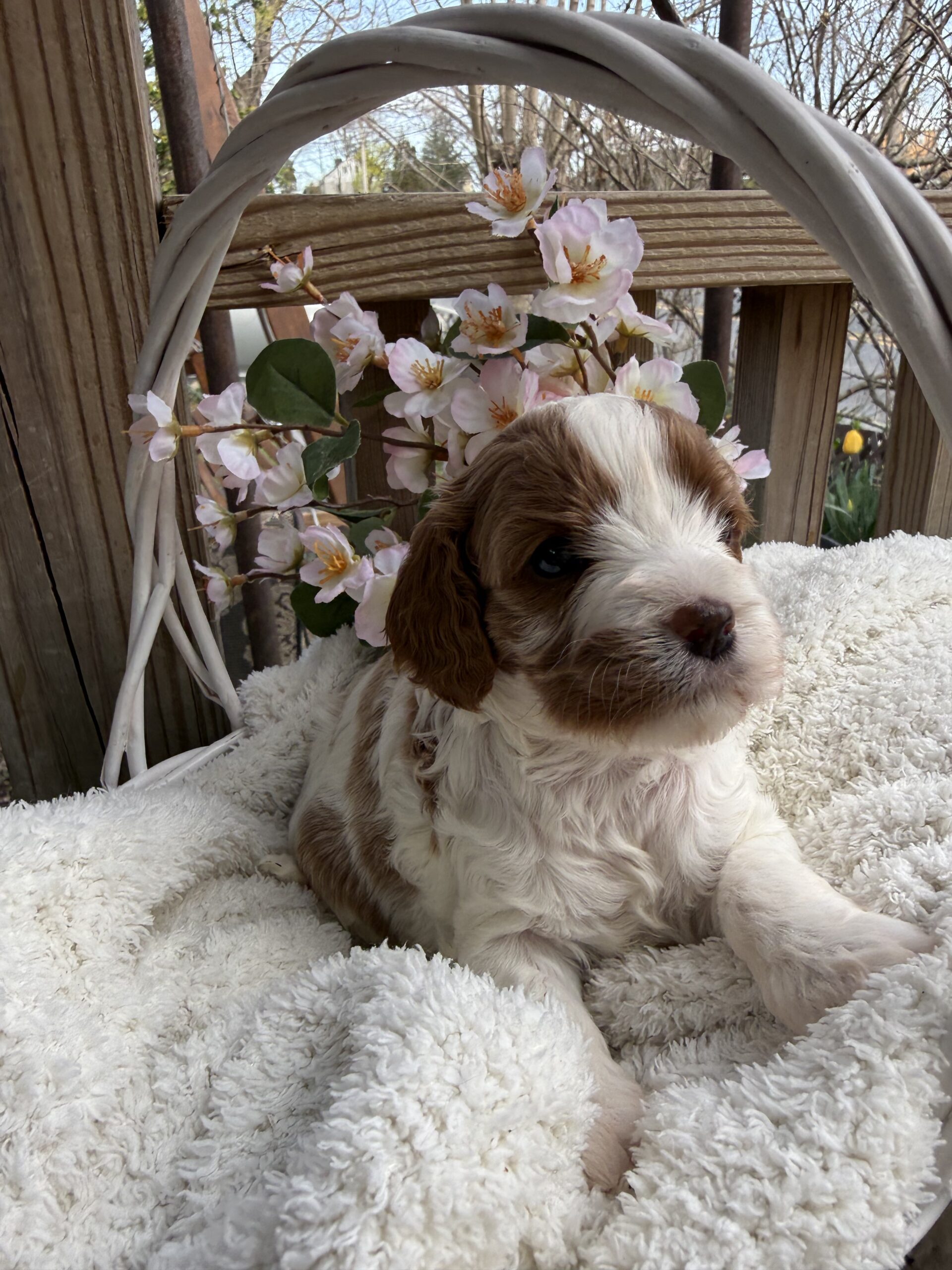 Cavapoo female – PuppyList