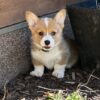 Corgi – in southern Minnesota