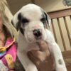 Great Dane male and female pups
