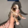 Australian Shepherd Puppies!!!