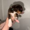 Australian Shepherd Puppies!!!-Rae
