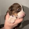 Australian Shepherd Puppies!!!- Sade