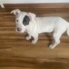 American Pitt Bull Terrier Puppy For Sale – Purdy