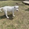 American Pitt Bull Terrier Puppy For Sale – Pongo