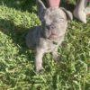 Blue Brindle Male