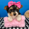 Daisy Mae the Teacup Biewer Terrier