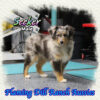 Seeker ~ Toy Blue Merle Aussie Male