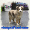 Stroll ~ Toy Blue Merle Aussie Male