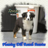 Tevis ~ Toy Blue Eyed Black Tri Aussie Male
