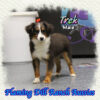 Trek ~ Toy Black Tri Aussie Male