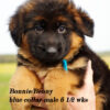 german shepherd dog long haired male west german showline