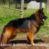 GSD long coat female purple collar german shepherd dog