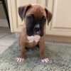AKC Boxer Puppy