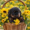 AKC Rottweiler Puppy