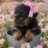 AKC Rottweiler Puppy